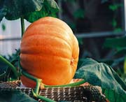 寿光天气预报一周