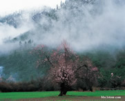 波密天气预报一周