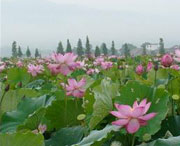 莲花天气预报一周