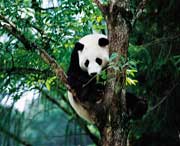 宝兴天气预报15天